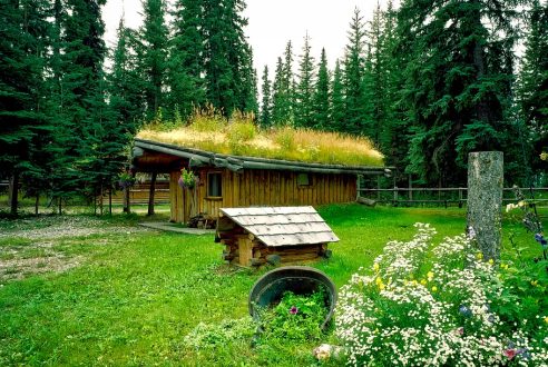 5 erreurs à éviter pour l&rsquo;aménagement de toiture végétale