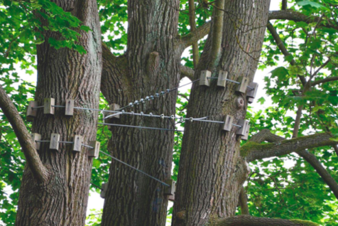 Haubanage d’arbre vs Abattage : Quelle solution choisir pour un arbre dangereux ?