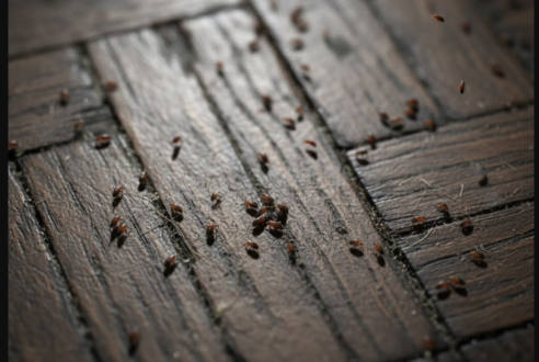 Puces de parquet : quel traitement radical choisir pour vous en débarrasser ?