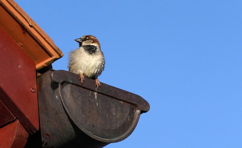 Crochet de gouttière Rouen, Nantes, Bordeaux : les formes régionales