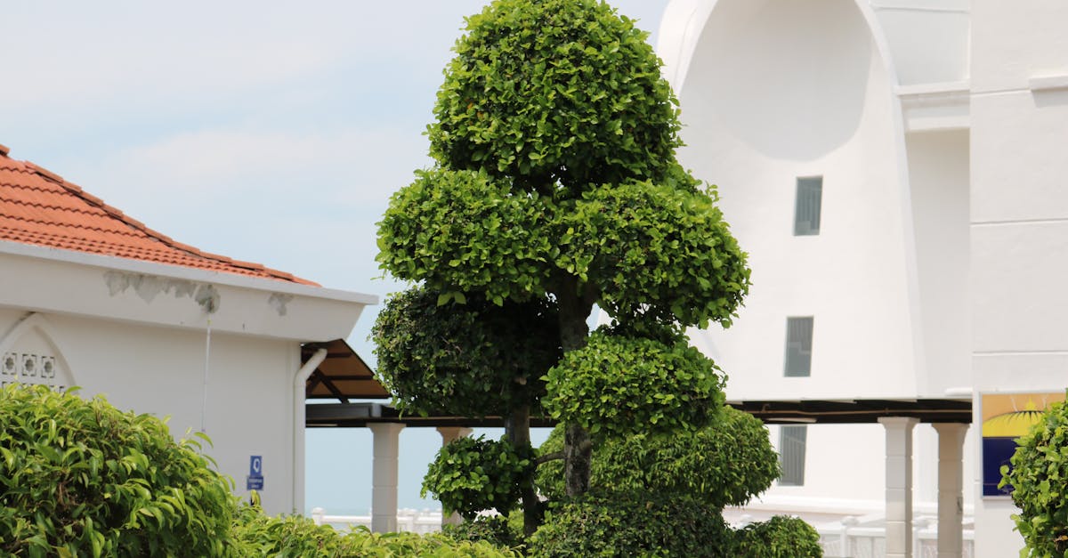 découvrez nos conseils et techniques pour la taille des arbustes afin de favoriser une croissance saine et un jardin esthétique toute l'année.