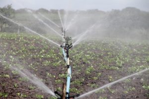 installation de système d'irrigation goutte à goutte pour une gestion efficace de l'eau et une optimisation de la croissance des plantes.