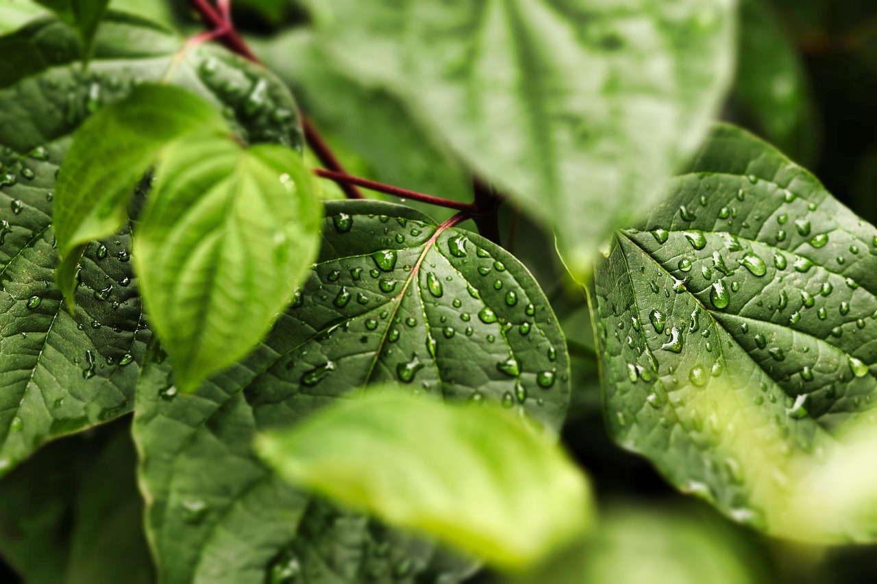 découvrez des techniques de peinture écologiques pour un intérieur sain et respectueux de l'environnement. optez pour des produits naturels et durables qui allient beauté et protection de la planète.