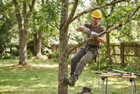 Taille des arbres : le guide pour bien débuter en toute sécurité