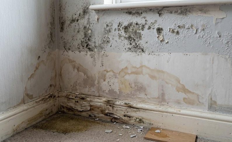 Traitement de l&rsquo;humidité : les signes qui doivent vous alerter