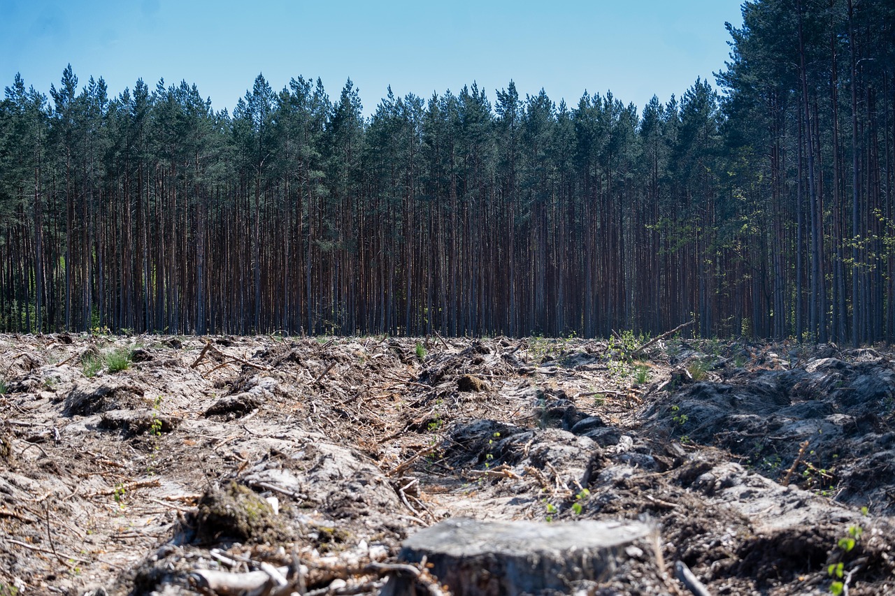 découvrez les équipements de débroussaillage forestier adaptés pour défricher, broyer la végétation et entretenir efficacement vos terrains.