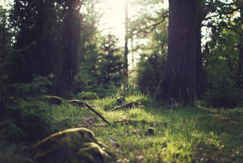 Déboisement forestier : méthodes et engins lourds utilisés par les professionnels