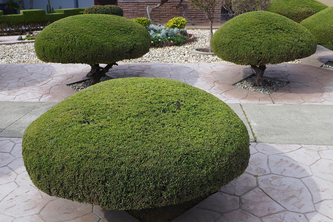 découvrez les conseils essentiels pour tailler vos haies, favoriser leur croissance et garder un jardin soigné toute l’année.