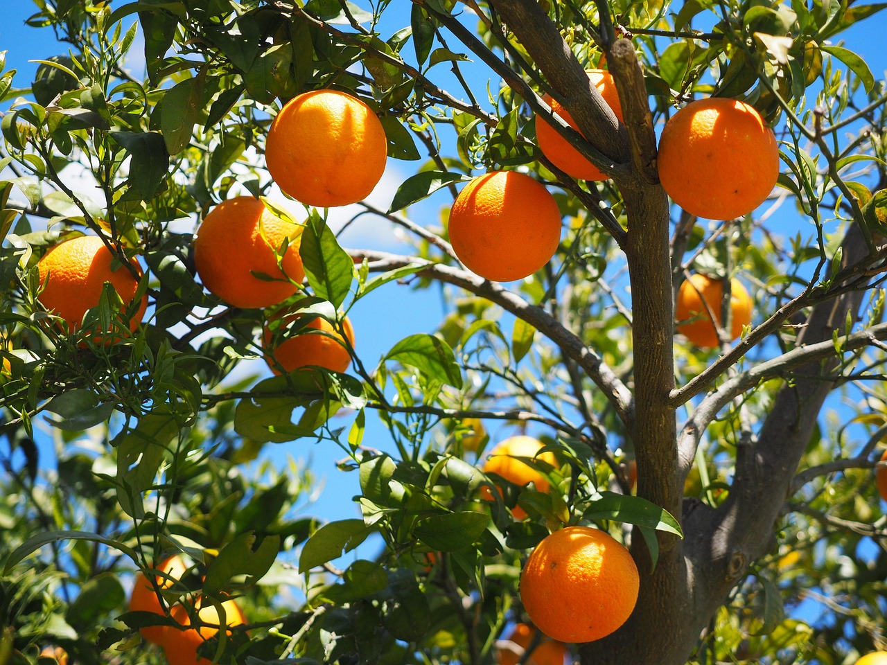 découvrez les différences entre les produits biologiques et conventionnels : méthodes de culture, impact sur l’environnement, prix et critères de choix.